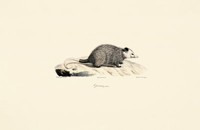 Młody opos autorstwa Jacques Christophe Werner