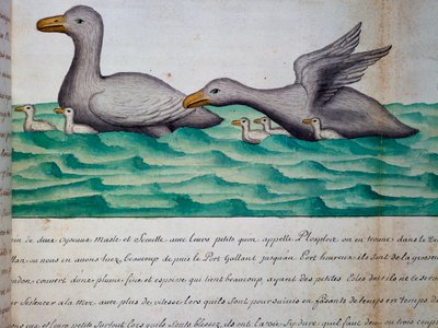 Kaczki zwane Ploplos, Cieśnina Magellana, akwarela z dziennika pokładowego Jacques Gouin de Beauchesne (1652-1730), kapitan Compagnie Royale de la Mer du Sud, od 1698 do 1701, Francja autorstwa Jacques Gouin de Beauchesne
