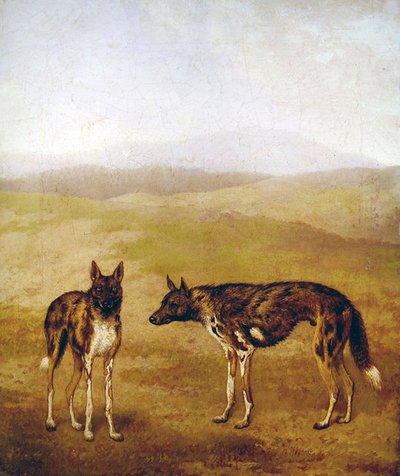 Dwa afrykańskie psy myśliwskie (olej na płótnie) autorstwa Jacques Laurent Agasse
