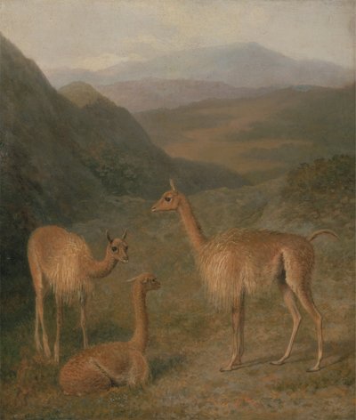 Wikunas autorstwa Jacques Laurent Agasse