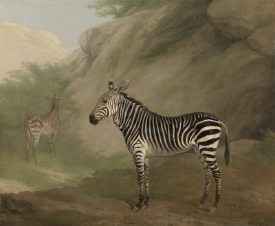 Zebra autorstwa Jacques Laurent Agasse