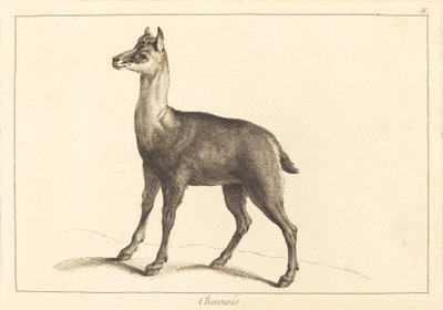 Kozica (Kozica) autorstwa Jacques Philippe Le Bas and Jean Eric Rehn after Jean Baptiste Oudry