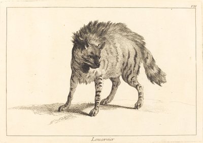 Loucervier (Hiena) autorstwa Jacques Philippe Le Bas and Jean Eric Rehn after Jean Baptiste Oudry