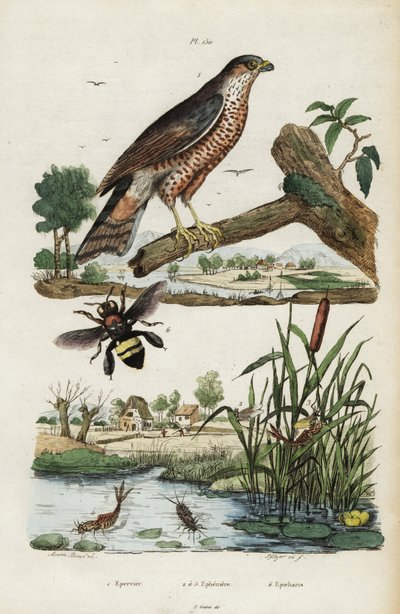 Krogulec, jętka i pszczoła.,1834-1839 (grafika) autorstwa Jacques Reyne Isidore Acarie Baron