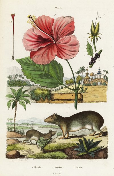 Cavy rock i chiński hibiskus. autorstwa Jacques Reyne Isidore Acarie Baron