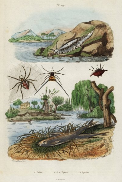 Ślimak morski, pająk ogrodowy i stynka europejska, 1834-1839 (rycina) autorstwa Jacques Reyne Isidore Acarie Baron