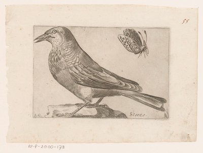 Szpak (Sturnus vulgaris) Storno (tytuł na obiekcie) Ptaki (tytuł serii) autorstwa Jacques de Fornazeris