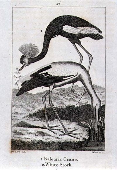 Balearic Crane and White Stork, z „History of the Earth and Animated Nature”, autorstwa Olivera Goldsmitha, opublikowanej w Londynie autorstwa Jacques de Seve