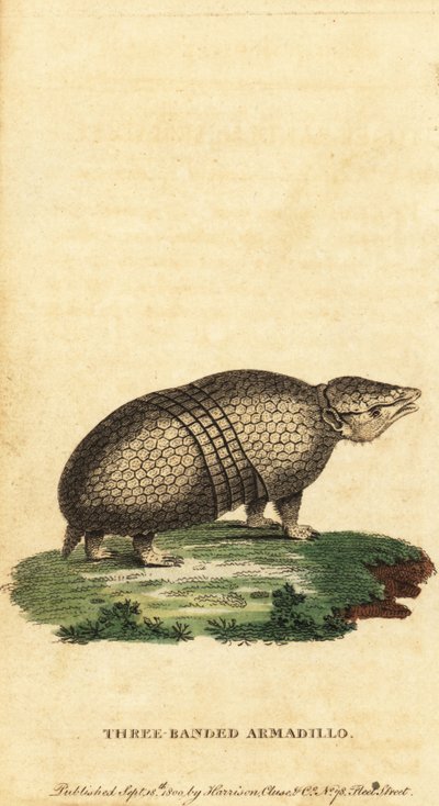 Pancernik trójpasmowy brazylijski, Tolypeutes tricinctus, 1800 (rycina) autorstwa Jacques de Seve