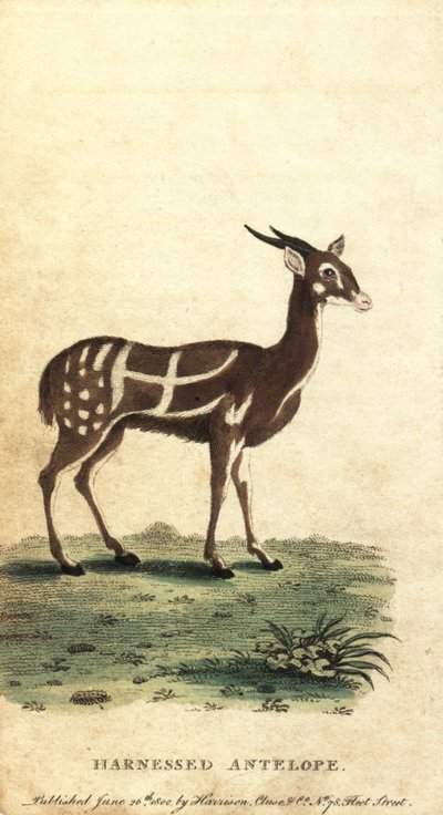 Okiełznany krzak lub kewel, Tragelaphus scriptus., 1800 (rycina) autorstwa Jacques de Seve