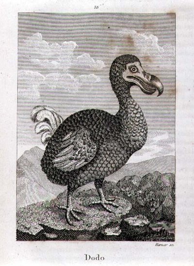 Dodo, z „Historii Ziemi i ożywionej przyrody” Olivera Goldsmitha, opublikowanej w Londynie autorstwa Jacques de Seve