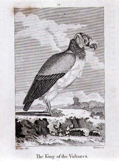 The King of The Vultures, z „History of the Earth and Animated Nature” Olivera Goldsmitha, opublikowanego w Londynie autorstwa Jacques de Seve