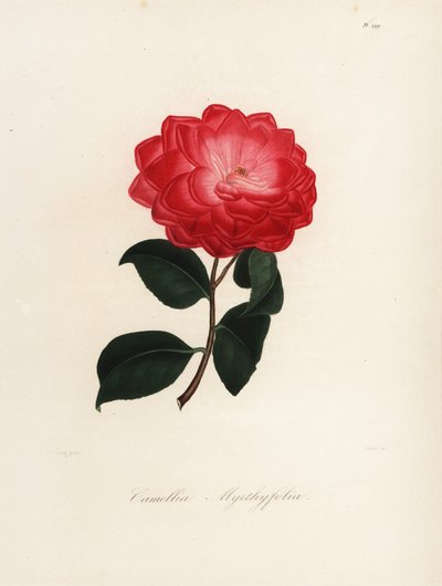 Odmiana Camellia japonica, Camellia myrthyfolia autorstwa Jakob (after) Jung