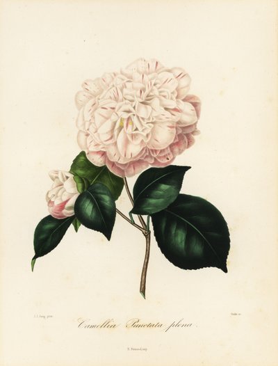 Odmiana Camellia japonica, Camellia punctata plena autorstwa Jakob (after) Jung