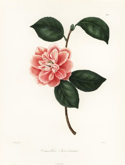 Kamelia o malowanych kwiatach Sweeta, odmiana Camellia japonica, Camellia sweetiana autorstwa Jakob (after) Jung