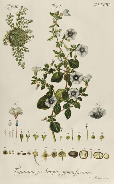 Powój: Teganius f. Atropa nagonasiana z „Rzadkich roślin” autorstwa Jakob Christoph Keller