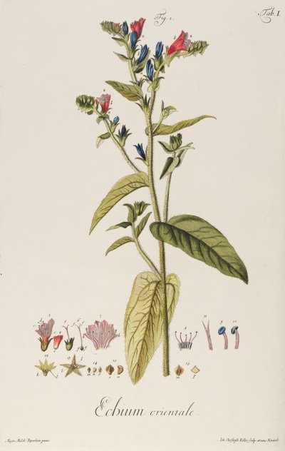Echium: Orientale z „Ikon roślin”, ok. 1763 (ryc.) autorstwa Jakob Christoph Keller