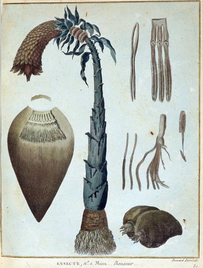 Banan - w „Podróży do Nubii i Abisynii podjętej w celu odkrycia źródeł Nilu w latach 1768-1772”, James Bruce, t. 1, Paryż autorstwa James Bruce