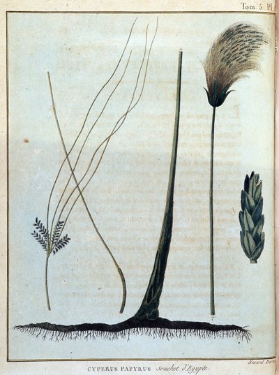 Papirus Cyperus, szczep Egiptu - w „Podróży do Nubii i Abisynii podjętej w celu odkrycia źródeł Nilu w latach 1768-1772”, James Bruce, t. 1, Paryż autorstwa James Bruce