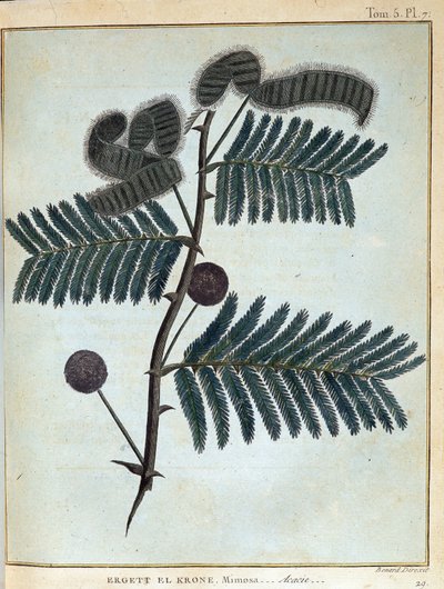 Ergett el Krone, mimoza - akacja - w „Podróży po Nubii i Abisynii podjętej w celu odkrycia źródeł Nilu w latach 1768 a 1772”, James Bruce, t. 1, Paryż autorstwa James Bruce
