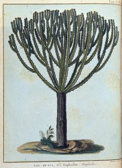 Kol-quall (Kol quall), euforbia (kaktus) - w „Podróży do Nubii i Abisynii podjętej w celu odkrycia źródeł Nilu w latach 1768-1772”, James Bruce, t. 1, Paryż autorstwa James Bruce