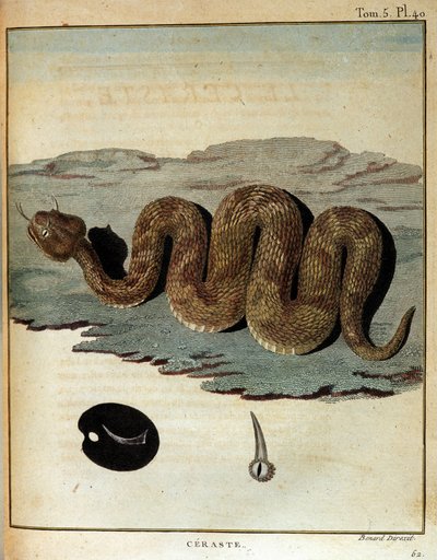 Wąż - w „Podróży do Nubii i Abisynii podjętej w celu odkrycia źródeł Nilu w latach 1768-1772”, James Bruce, Paryż autorstwa James Bruce