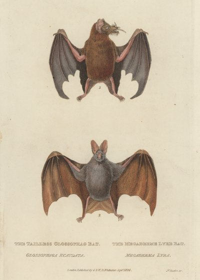 Nietoperz glossophag bezogonowy i nietoperz Megaderme Lyre (kolorowy grawerunek) autorstwa James (after) Basire