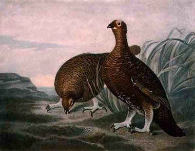 Red Grouse, tablica 8 z British Feather Game, rytowana przez Charlesa Turnera (1773-1857), wyd. R. Ackermann, ok. 1810 (rycina mezzotinta) autorstwa James (after) Sillett