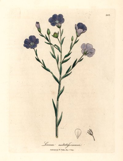 Len o niebieskich kwiatach, Linum usitatissimum, z botanicznej ilustracji Jamesa Sowerby
