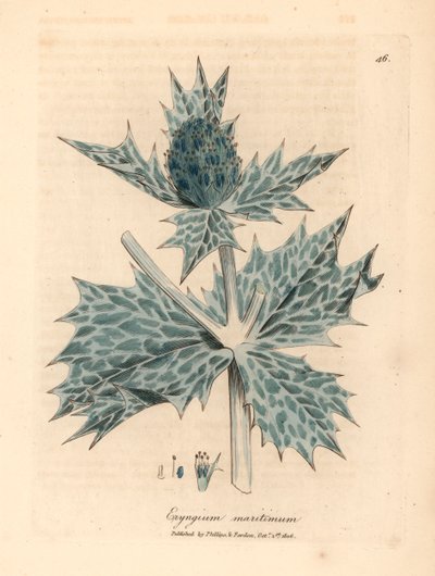 mikołajek morski lub mikołajek o niebieskich kwiatach, Eryngium maritinum, z botanicznej ilustracji autorstwa Jamesa Sowerby