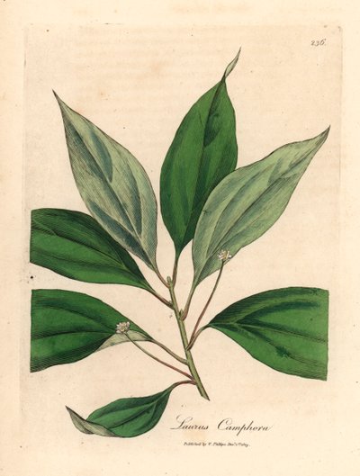 Drzewo kamforowe, Laurus camphora, z botanicznej ilustracji Jamesa Sowerby