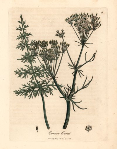 Kminek zwyczajny, Carum carui, z ilustracji botanicznej autorstwa Jamesa Sowerby