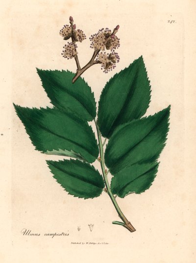 Wiąz pospolity, Ulmus campestris, z botanicznej ilustracji Jamesa Sowerby