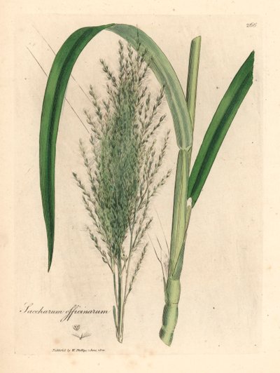 Trzcina cukrowa zwyczajna, Saccharum officinarum, z ilustracji botanicznej autorstwa Jamesa Sowerby