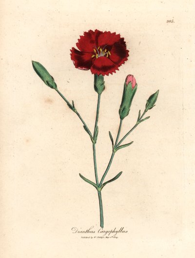 Karmazynowy goździk, goździkowy róż, Dianthus caryophyllus, z botanicznej ilustracji autorstwa Jamesa Sowerby
