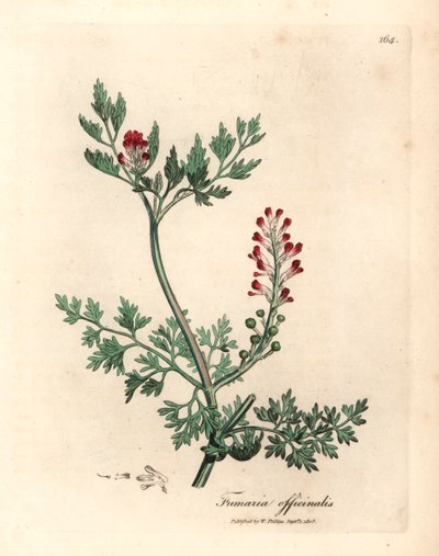 Fumitoria o szkarłatnych kwiatach, Fumaria officinalis, z botanicznej ilustracji autorstwa Jamesa Sowerby