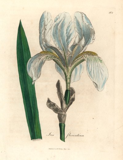 Irys florencki, Iris florentina, z ilustracji botanicznej autorstwa Jamesa Sowerby