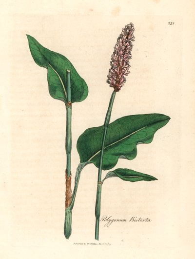 Większa bistorta, Polygonum bistorta, z botanicznej ilustracji Jamesa Sowerby