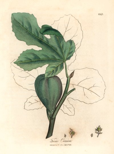 Zielona figa, owoce, liście, zarys liścia, Ficus carica, z botanicznej ilustracji autorstwa Jamesa Sowerby