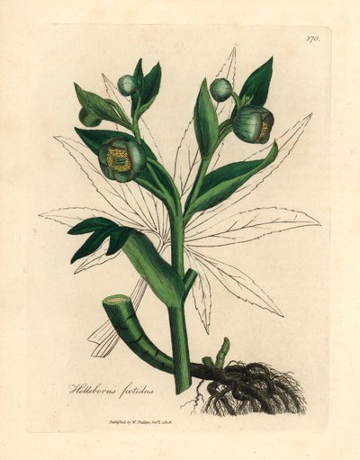 Ciemiernik cuchnący o zielonych kwiatach lub stopa niedźwiedzia, Helleborus foetidus, z botanicznej ilustracji autorstwa Jamesa Sowerby