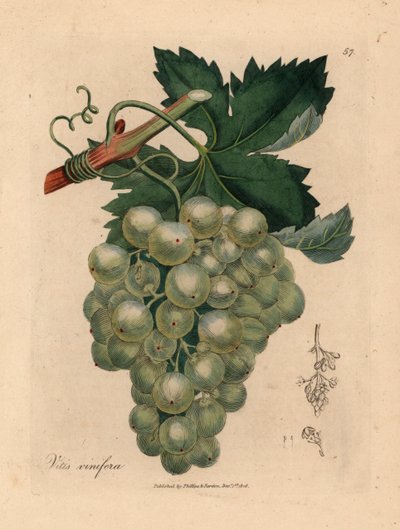 Zielone winogrona, winorośl i liście, Vitis vinifera, z botanicznej ilustracji Jamesa Sowerby