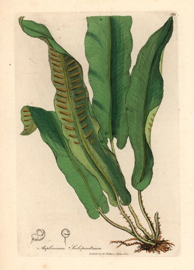 Paproć jęzorowata, Asplenium scolopendrium, z botanicznej ilustracji Jamesa Sowerby