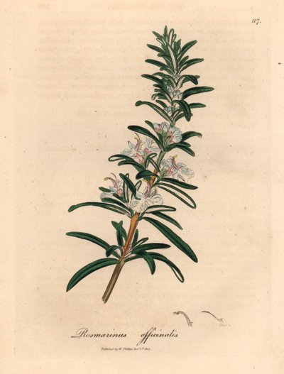 Jasnoniebieski rozmaryn o kwiatach, Rosmarinus officinalis, z botanicznej ilustracji autorstwa Jamesa Sowerby
