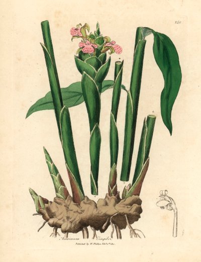 Imbir wąskolistny, Zingiber officinale , z botanicznej ilustracji Jamesa Sowerby