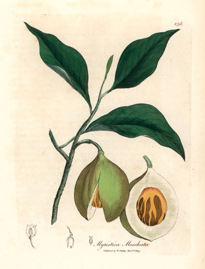 Gałka muszkatołowa i maczuga, Myristica moschata, Myristica fragrans, z botanicznej ilustracji Jamesa Sowerby