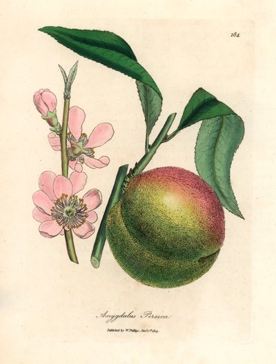Drzewo brzoskwiniowe z dojrzałymi owocami i różowym kwiatem, Amygdalus persica, z botanicznej ilustracji Jamesa Sowerby