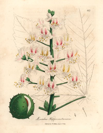 Różowy kwiat i owoc kasztanowca, Aesculus hippocastanum, z botanicznej ilustracji autorstwa Jamesa Sowerby