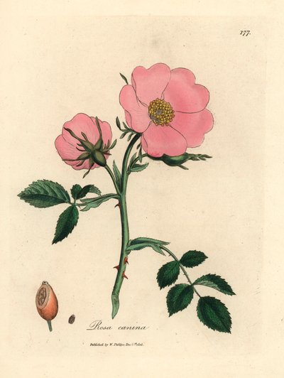 Różowa róża dla psa z dziką różą, Rosa canina, z botanicznej ilustracji autorstwa Jamesa Sowerby