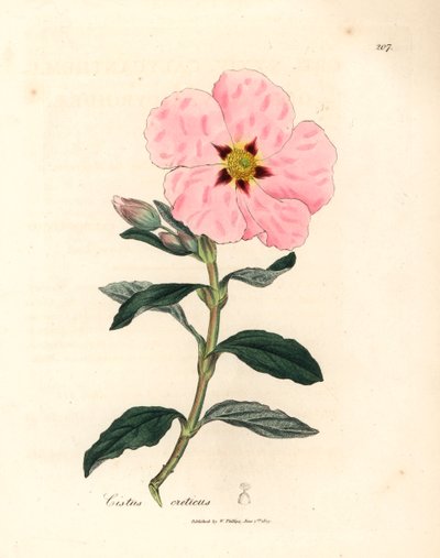 Cistus kreteński o różowych kwiatach, Cistus creticus, z botanicznej ilustracji autorstwa Jamesa Sowerby
