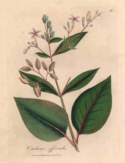 Kora peruwiańska o różowych kwiatach, Cinchona officinalis, z botanicznej ilustracji autorstwa Jamesa Sowerby